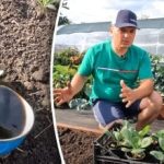 Възможно е: производител от вилата разкри прост начин за отглеждане