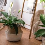 Как да се грижим за spathiphyllum през есента, така че