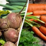 Морковите и цвеклото ще останат свежи до пролетта и без