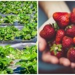 Последният акорд на есента: прости действия, които влияят на плодовете